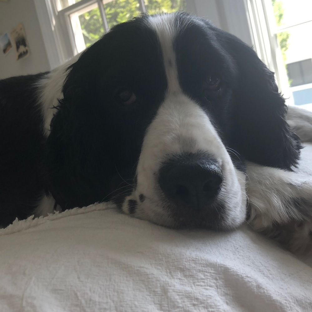 Meet your Posher, Sophie